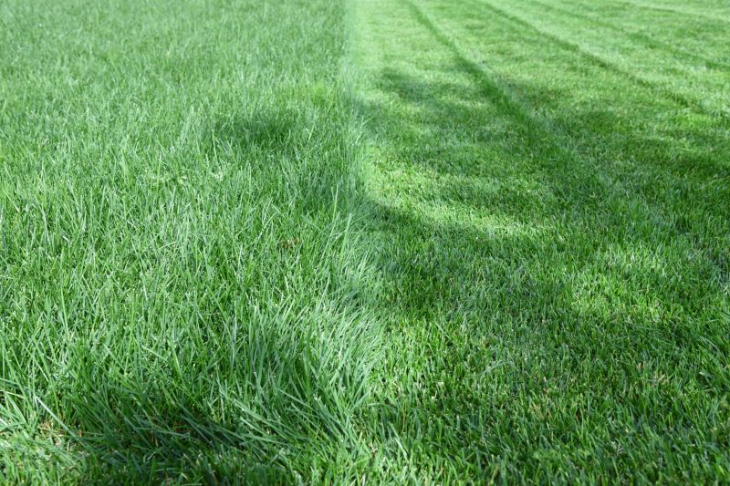 Trimmed Lawn with Edges