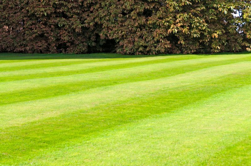 Healthy Lawn Growth