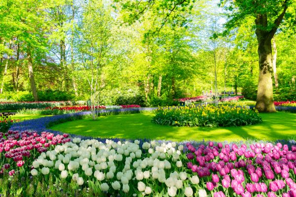 Spring Lawn Care