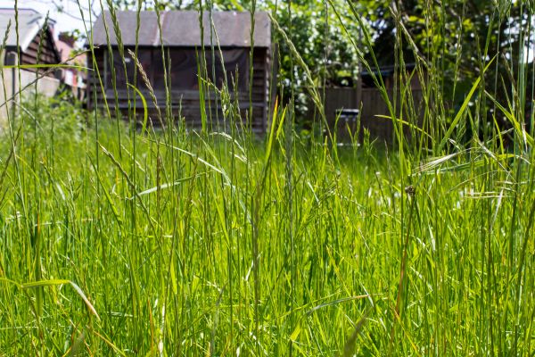 Overgrown Lawn Trimming in Fort Walton Beach