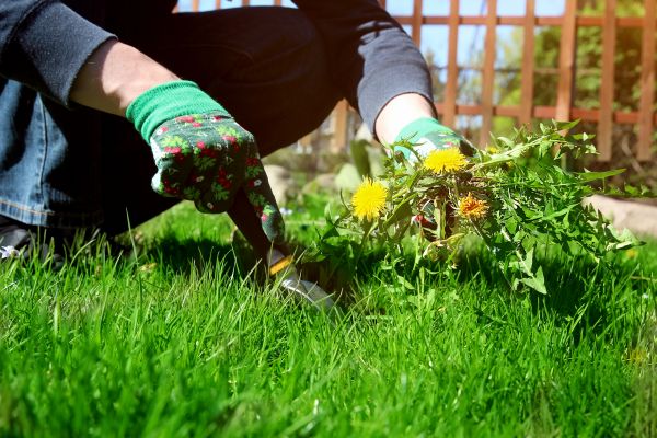 Weed Removal Service