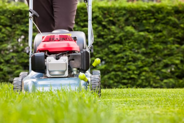 Grass Trimming Service